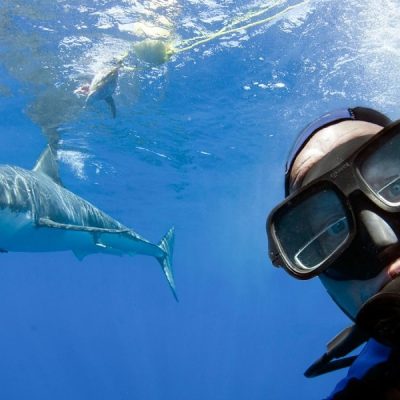 Great white shark selfie - selfiestick.bg